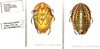 Polyzosteria mitchelli (Angas, 1847): (Otu).