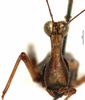 CollectionObject 1500837; 15a92905-07ed-4074-a578-13887db21346: male, frontal view (holotype). (CollectionObject).