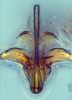 Aedeagus, ventral view: (Observation).