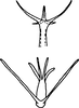 Aedeagus, ventral view on Edwardsiana rosaesugans (Cerutti, 1939): Aedeagus, ventral view. (Observation).