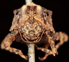 female, frontal view (holotype of Acrydium quadrimaculatum). Depicts CollectionObject 1531171; UZIU Thunberg Collection nr 222188', 070ff06d-b794-4d63-86ab-e193a76d7aac, a CollectionObject.