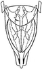 Subgenital plate: !! display not done !! on Elymana inornata (Van Duzee, 1892): genital capsule, ventrally. (Observation).