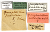 CollectionObject 1587273; MNHN(SF IMPORT DUPLICATE) MNHN-EP-EP1220, 60a23430-3a4a-42c0-9bae-c20d2153553f: CC BY-NC-ND 4.0/MNHN - Depraetere Marion - 2014. Non type, female. Specimen number: MNHN-EP-EP1220. http://coldb.mnhn.fr/catalognumber/mnhn/ep/ep1220. (CollectionObject).