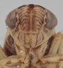 Head on Athysanella (Athysanella) plana Ball & Beamer, 1940: Head. (Observation).