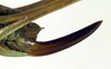 CollectionObject 1502703; 7ee64913-b563-415b-b204-6a7aee152781: ovipositor (allotype of Metrioptera kuntzeni). (CollectionObject).