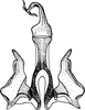 Aedeagus, ventral view: !! display not done !! on Pendarus (Remadosus) paluster (Sanders & DeLong, 1923): Aedeagus, ventral view. (Observation).