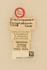 CollectionObject 1520562; 6db271fe-2d84-45e5-a71d-5c945753dc64, NHMUK012496527: labels (holotype). (CollectionObject).