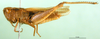 CollectionObject 1502043; 59ac787a-7fc0-4856-b387-c056b61ff139: male, lateral view (paratype of Chorthippus lagrecai). (CollectionObject).