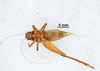 CollectionObject 1522930; c11ff712-6bae-4808-b1a2-f2c333c033f9: Male, ventral view (holotype). (CollectionObject).