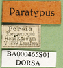 CollectionObject 1501176; 3b2cbe4c-319f-404c-b0c5-66baf837d0e2: labels (syntype). (CollectionObject).