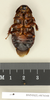 CollectionObject 1572999; 15b2b8ac-1180-4dd1-8cff-f1fce36e3fc2: Copyright Natural History Museum, London. Non-type (adult male) in BM(NH). Ventral view. (CollectionObject).