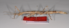 CollectionObject 1556991; c99f642c-06e2-4d37-a7d6-2016fad93fc7: copyright ZMB, Berlin. female, lateral view of Acanthoderus cornutus (syntype). (CollectionObject).;CollectionObject 1556992; 4054a909-f579-40f6-9dcc-72cb0887fbc8: copyright ZMB, Berlin. female, lateral view of Acanthoderus cornutus (syntype). (CollectionObject).