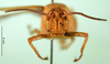 CollectionObject 1502333; 3f526cc4-a9c8-45c6-9a6f-97a862b8be54: female, frontal view (holotype of Anthermus uamicus). (CollectionObject).