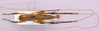 CollectionObject 1479286; cbt017s04, 5946b526-8c2b-4b3a-9cff-d81c430fe075: male, dorsal view (paratype, showing the extraordinarily long antennae). (CollectionObject).