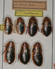 Brachynauphoeta hova (Saussure & Zehntner, 1895): Copyright Paul Brock. Naturhistorisches Museum Wien (Vienna) collection. (Otu).