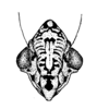 Head: !! display not done !! on Ehagua dubiosa (Dozier, 1931): (Observation).