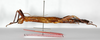 CollectionObject 1562196; ad04b91e-ecf7-4266-bdd9-5698d5a89151: copyright ZMB, Berlin. female, lateral view (paratype). (CollectionObject).