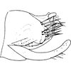 Pygofer, lateral view on Dryadomorpha pallida Kirkaldy, 1906: Pygofer, lateral view. (Observation).