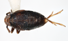 Habitus, dorsal view: !! display not done !! on Pissonotus nigriculus Morgan & Beamer, 1949: (Observation).