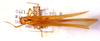 CollectionObject 1543524; d183bbfe-399c-42a2-a969-6df0e181cf3c: female, dorsal view (syntype). (CollectionObject).