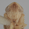 Head on Athysanella (Diphipyga) nimbata Ball & Beamer, 1940: Head. (Observation).