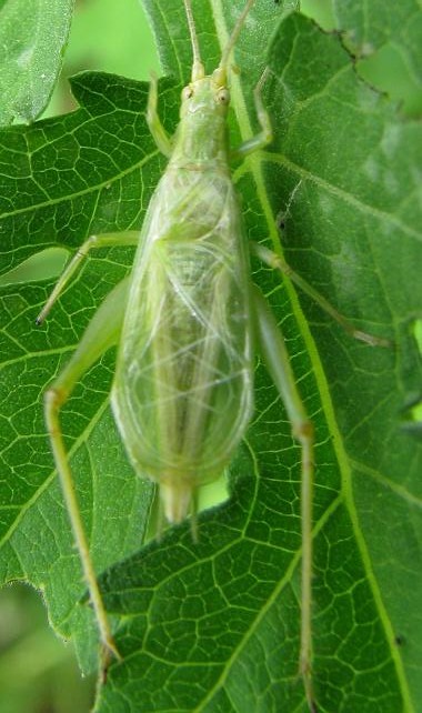 male, dorsal view. Depicts Oecanthus celerinictus Walker, 1963, an Otu.