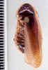 Litopeltis compleptera Roth & Gutiérrez, 1998: Photo taken by Heidi Hopkins. (Otu).