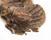 Habitus, lateral view: (Observation).
