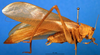 CollectionObject 1500497; 98ebb98f-90f3-4cf5-a007-171774d8c514, DORSA BTaraincHTM: male, lateral view (holotype). (CollectionObject).