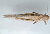 CollectionObject 2868645; 052582fc-c7e9-44f3-a4bd-71e186c75dcc, CNCI 981632: Schistocerca nitens. Dorsal view. (CollectionObject).
