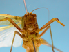 CollectionObject 1542906; DEES MZLQ-I0087', 4d547189-1379-4566-a1a3-a4f0260f52f1: male, face frontal view (syntype). (CollectionObject).