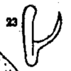 Stylus on Cyclopoliarus naparimae Fennah, 1945: (Observation).
