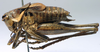 CollectionObject 1517128; cd69ea84-eca0-4855-9674-ede3a879a1b9: male, lateral view (holotype). (CollectionObject).