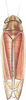 Habitus, dorsal view on Fagocyba cruenta (Herrich-Schäffer, 1838): Habitus. (Observation).