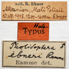 CollectionObject 1532085; 10f3d0d4-5431-4ddb-b201-511909b44e16: labels (holotype). (CollectionObject).