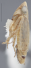 Habitus, lateral view on Arocephalus (Ariellus) punctum (Flor, 1861): Lateral - immature. (Observation).