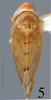 Habitus, dorsal view on Scaphoidella cornuta Dai & Dietrich, 2011: Habitus, dorsal view. (Observation).