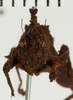 CollectionObject 1529969; NHRS 12929, 35940e50-ed23-4ff8-a6ef-2c9bf9a5ecef: male, frontal view (holotype of Misythus appendiculatus). (CollectionObject).