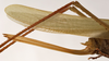 CollectionObject 1534486; c502f5fa-f03e-441e-9138-6497a997861a: female ovipositor (syntype of Conocephalus nigropunctatus). (CollectionObject).
