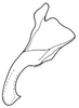 Stylus on Bahita mimica Linnavuori & DeLong, 1978: Bahita mimica, stylus, ventrally. (Observation).