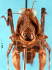 CollectionObject 1505424; 7c838a34-8a8b-44ce-9c0c-26e888d7e00a: male, frontal view. (CollectionObject).