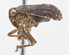 Habitus, lateral view on Dyctidea nigrata Doering, 1940: (Observation).