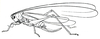 Fig. 3. female Xiphidium brevicaudatum, lateral view (pronotum length 4 mm, tegmina 22.5 mm, ovipositor 10.5 mm). Depicts Conocephalus (Anisoptera) dorsalis (Latreille, 1804), an Otu.