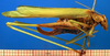 CollectionObject 1502882; 92334c86-0b07-4402-9f0d-456b88cec637: female, lateral view (paralectotype of Tylopsis inhamata). (CollectionObject).