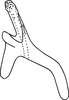 Aedeagus, lateral view: Aedeagus (paratype), lateral view. (Observation).