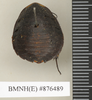 Gynopeltis cryptospila (Walker, 1868): Copyright Natural History Museum, London. Holotype (female) in BM(NH). Dorsal view. (Otu).