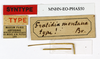 CollectionObject 1558023; e9156f23-1aed-4fe3-9cf4-59b6a4e35355: copyright MNHN, Paris. female, data labels (syntype). (CollectionObject).;CollectionObject 1558024; 76061806-1c9f-4fde-b48b-df1007f22a15: copyright MNHN, Paris. female, data labels (syntype). (CollectionObject).