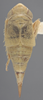 Habitus, dorsal view on Athysanella (Gladionura) molesta Ball & Beamer, 1940: Dorsal - Female. (Observation).