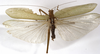 CollectionObject 1529751; 1255e2bd-868d-4468-ba24-8eb355a12ced: male, dorsal view (holotype). (CollectionObject).