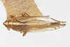 Habitus, dorsal view: !! display not done !! on Stenocranus (Codex) lautus Van Duzee, 1897: (Observation).